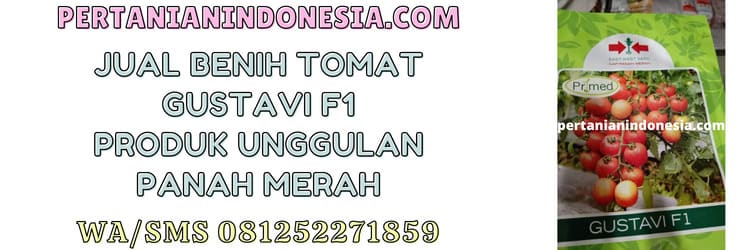 jual,murah,pertanian indonesia,jual tomat gustavi f1,jual tomat gustavi f1 murah